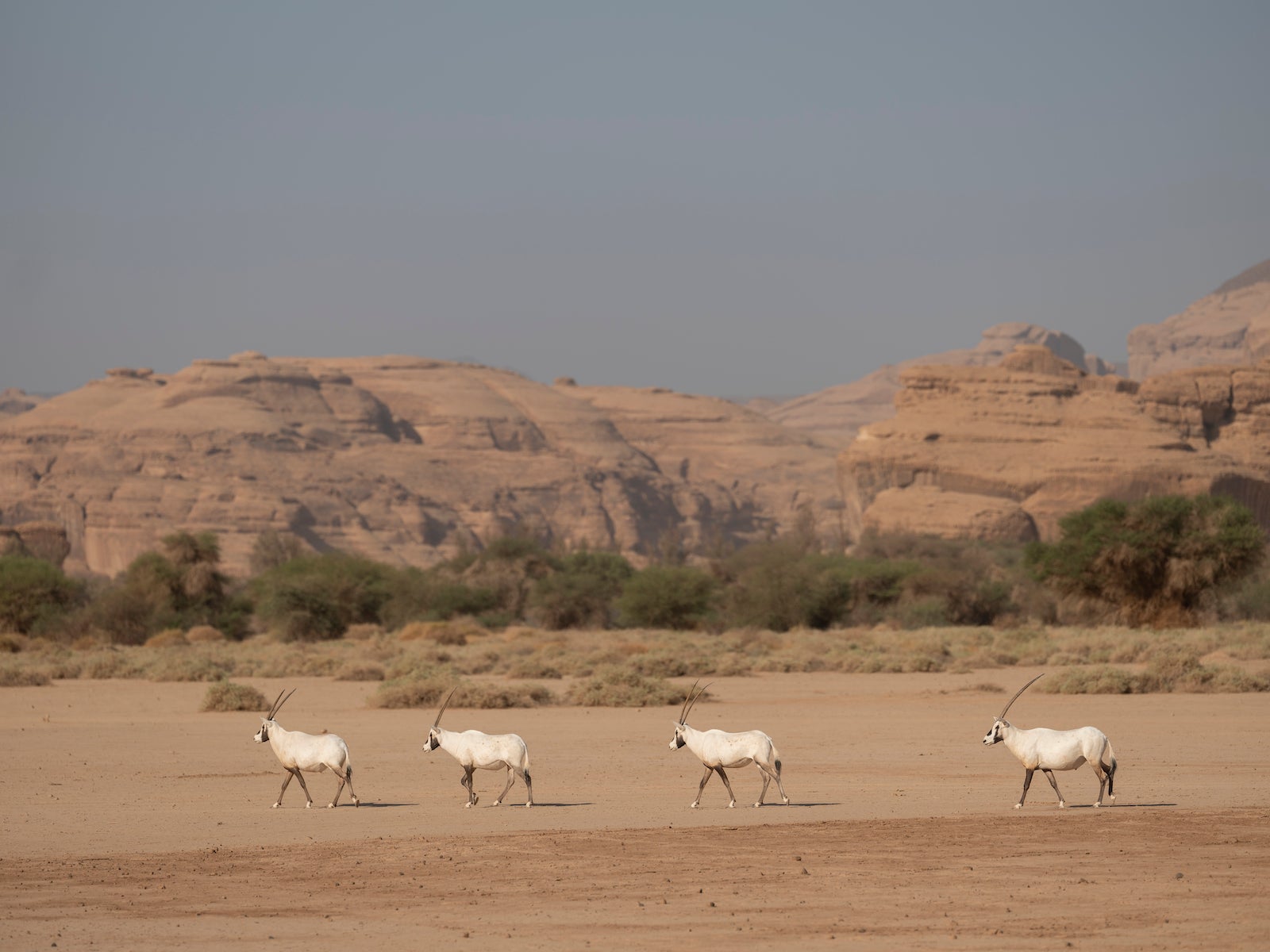 <p>Arabian Oryx in the Sharaan Nature Reserve in AlUla, north-western Saudi Arabia</p>